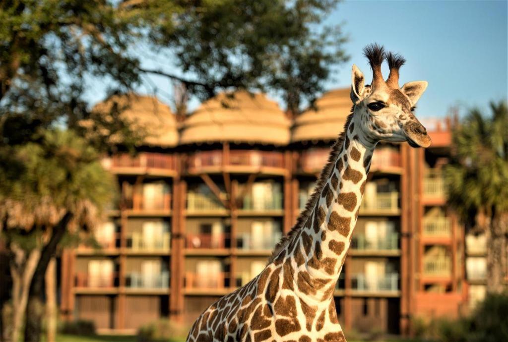Disney'S Animal Kingdom Lodge Four Corners Exteriör bild